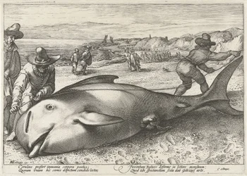 ザントフォールトの浜辺に座礁したゴンドウクジラ、1594 年