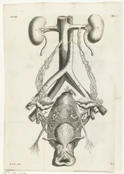 女性の生殖器と腎臓の解剖学的画像 挿絵: Reinier de Graaf, Alle de wercken, アムステルダム, 1686