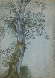 木の研究、1597〜99年（濃い茶色のインクのペン、WCとボディカラーのブラシ、青い紙に白で強調）