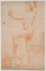 男性モデル研究