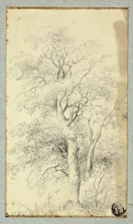 木