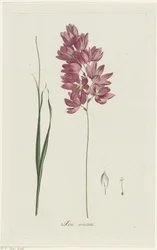 イクシア・パテンスの祖父 Ixia aristata (オブジェクトのタイトル)