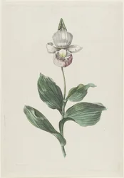 レディーススリッパオーキッド (Cypripedium reginae Walter)