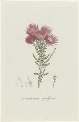 増殖性褐色細胞腫 Xeranthemum proliferum (オブジェクトのタイトル)