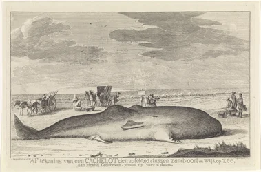 打ち上げられたマッコウクジラ 1762 年 2 月 20 日付けのザントフォールトとウィク オプ ゼーの間のキャッシュロットの図面は、61 フィート 6 ドゥムの大きな浜辺に浮かんでいました。 (オブジェクトのタイトル)