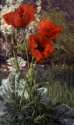 ポピー。アンリ・ビバ（1848-1928）の絵画 個人蔵。