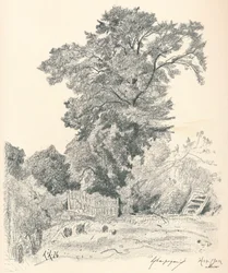 木の研究、c1839-1898、1898