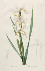 金縞アイリス、1812年。
