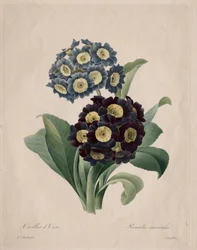 プリムラアウリキュラ、1827年。