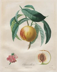 果樹に関する論文：Chancellière、1808-1835。