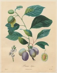 果樹条約：プラムバイファー、1808-1835。