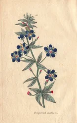 Italian pimpernel, Anagallis monellis, flower   1451295   ja       japanese Successfully Translated  Original: The Roman Empire - Translat: The Roman Empire - 1456442 ja japanese Successfully Translated Original: Chess Players Translat: Chess Players 14440