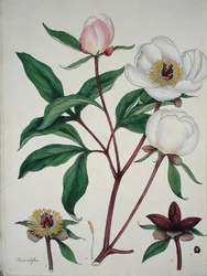 Paeonia Albiflora（1797年発行の「The Botanist