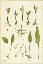 The Ferns of Great Britain and Ireland（グレート・ブリテンおよびアイルランドのシダ）』第51巻より、ムーンワートとアダーズ・タング・シダのネイチャープリント。