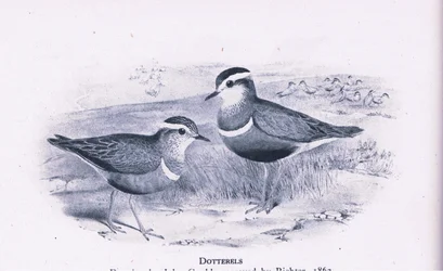 Dotterells、イギリスの自然、コリンズ発行、1946
