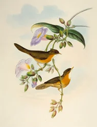 Tawny-bellied Babbler (Dumetia hyperythra), リトグラフ, 「Birds of Asia」より