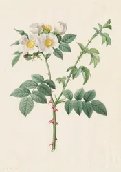 ブライアー ブッシュ ローズまたはドッグ ローズ (Rosa Leucantha)