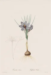 ユリ科: Crocus Sativus