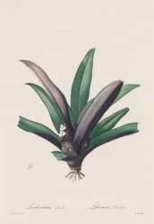 Les Liliacées: Tradescantia discolor