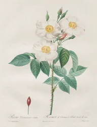 The Roses: Rosa Damascena、subalba