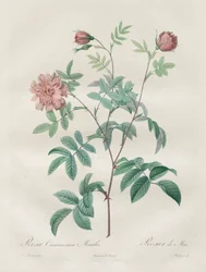 Les Roses: シナモメア ローズ