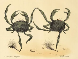 ラカリカチュア、パブからのファンタスティックダンス。 1831年のリトグラフ、1831年。