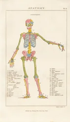 色分けされた人体骨格 - 前面図