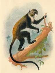 Boutourlinis Gernon、1897