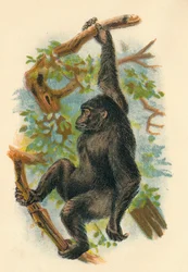 ゴリラ、1897