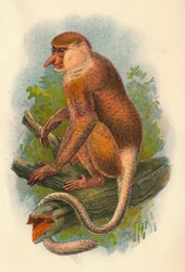 テングザル、1897