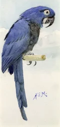 ヒヤシンスコンゴウインコ、1890年頃