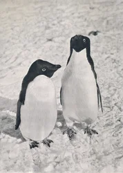 アデリーペンギンのペア、1911年、1913年