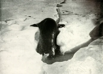 1911年11月、1913年11月、氷に乗るウェッデルアザラシ