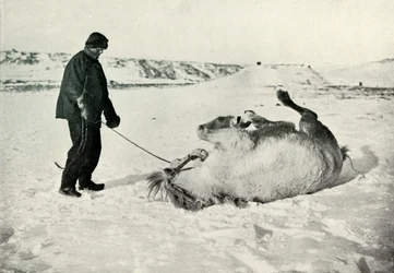 ポニーを与えるチェリーガラルド雪の中でマイケルAロール、c1911、1913