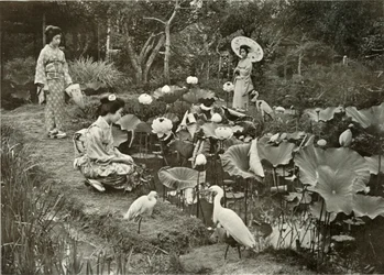 ロータスランド、1910年。