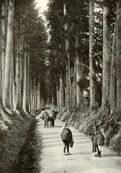 1910年の日光のスギ