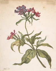 赤いキャッチフライ Lychnis hirsuta の研究、1680 年。