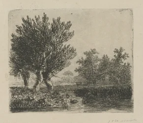 水辺の 3 つのシロヤナギ