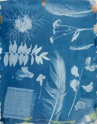 1842年頃のBayardによる植物標本（シアノタイプ