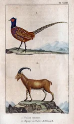 一般的なキジと Bezoard