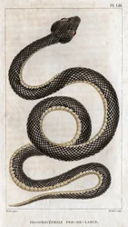 Trigonocephale の表現 - 先鋒: 爬虫類。 「医師の動物相または動物とその製品の歴史」からのプレート