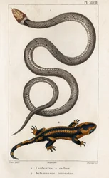 襟付きのヘビ、ランドサラマンダー。」「Fauna des Médecins or History of Animals and their products by Hippolyte Cloquet」 - 第 6 巻 - 1825 年。