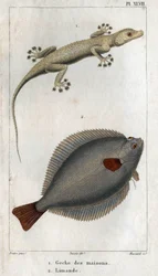 家と Limand の Gecko。 Hippolyte Cloquet の「「物理学の動物相または動物とその製品の歴史」からのプレート
