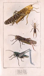 The Senegal Grasshopper, Passage Grasshopper, Grasshopper, Great Pierce-ear.in "" Fauna des Medecins or history of animal and products by Hippolyte Cloquet" - Volume 6 - 1825.