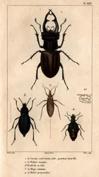 男性の凧の天窓、自然なサイズ、Reduve マスク、一般的な拍手、「医師の動物相またはヒッポリュテ クロケによる動物とその製品の歴史」 - ボリューム 6 - 1825 のプロスカラビー メロエ。