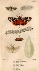 行進するボンバイス、そのキャタピラー、テン ボンバイス、ミュリエ ボンバイス、蚕、その船体、そのクリサライド.in 「「医師の動物相または動物の歴史とその製品 by Hippolyte Cloquet」」 -