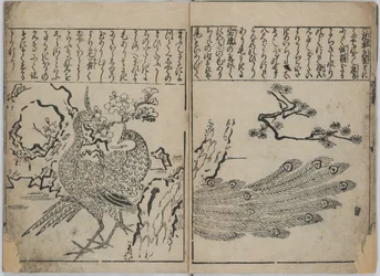 花鳥画集（花鳥図譜）