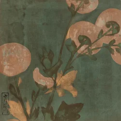 菊、江戸時代、16世紀後半～17世紀前半。