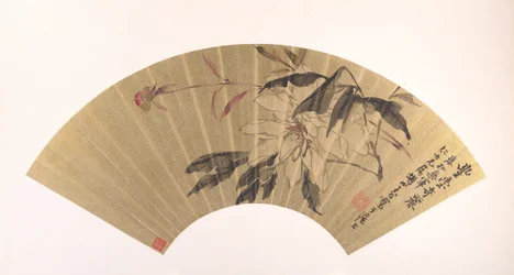 草本牡丹。