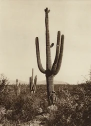 メキシコ：ソノラ州マグダレナ周辺での "Cereus giganteus"（モノクロ写真）